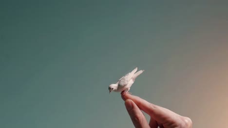 small white bird perched on finger