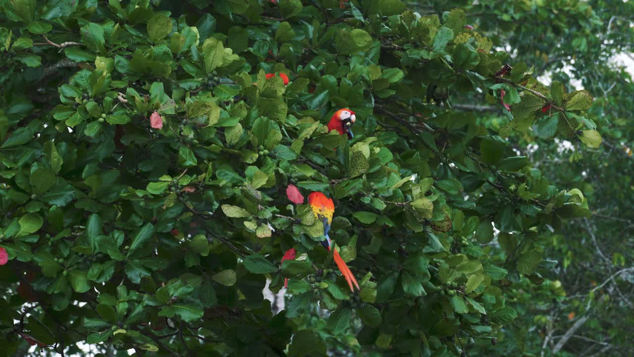 Una coppia di are scarlatte rosse è posata su un mandorlo verde, mangiando i frutti a Jaco, Costa Rica.