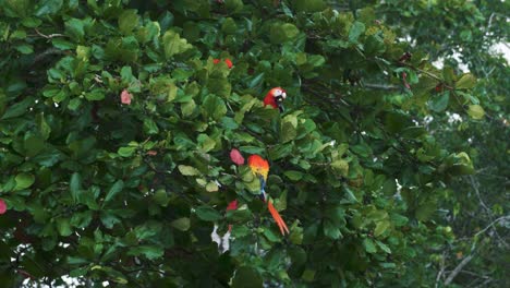 A-couple-of-red-scarlet-macaw---ara-parrots-are-sitting-in-a-green-almond-tree,-eating-the-fruits-in-Jaco,-Costa-Rica