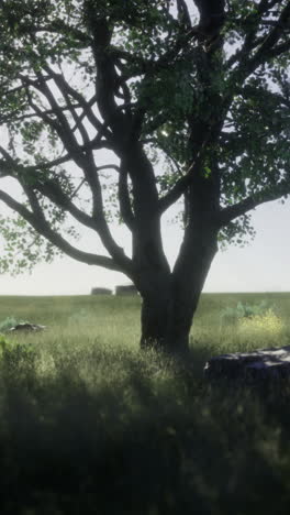 green meadow