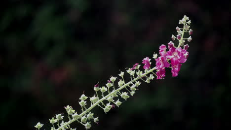 Las-últimas-Flores-Moradas-Que-Florecen-En-Una-Planta-De-Linaria-En-Un-Jardín-Inglés