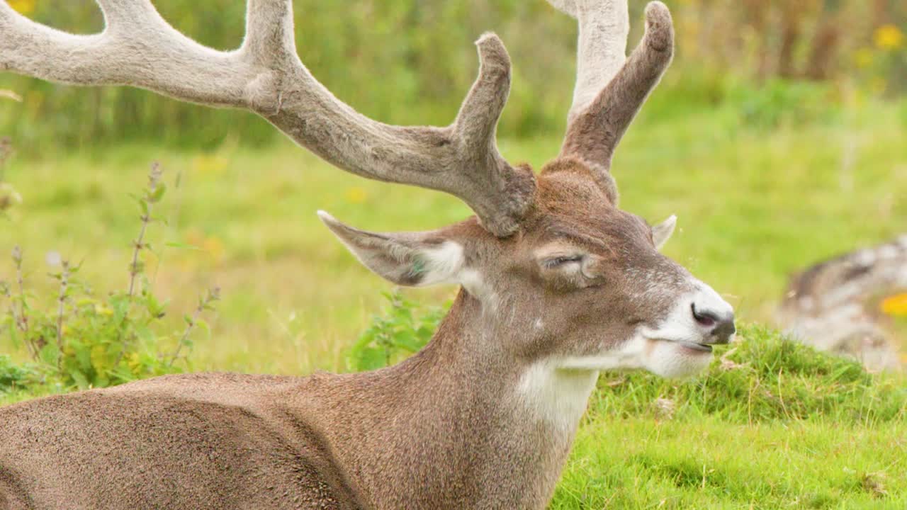 Un maestoso cervo maschio con grandi corna riposa pacificamente in un campo erboso