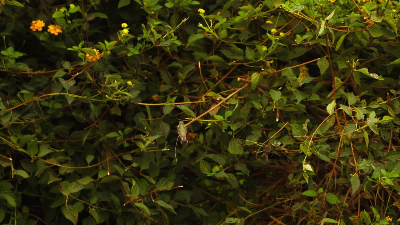 Inquadratura ampia di due giovani colibrì coda a forbice peruviani che svolazzano brevemente su uno sfondo di arbusti verdi e fiori gialli prima di uscire dall'inquadratura.