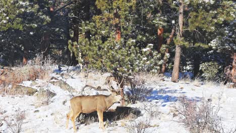 mule deer buck chewing cud among bushes and pine trees with snow on the ground in a remote area of the colorado rocky mountains during the winter