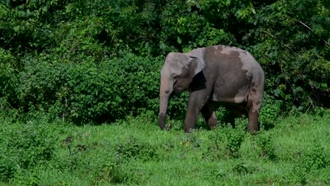 the asiatic elephants are endangered species and they are also residents of thailand