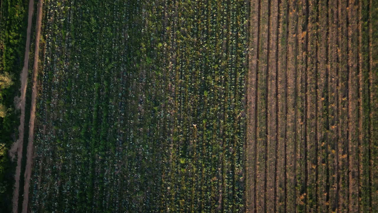 granja, sostenible y drone del paisaje en el campo