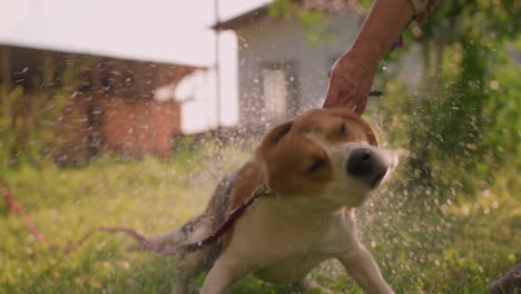 dog flapping body energetically while owner sprays water, creating playful splash effect, background features building, trees and lush greenery