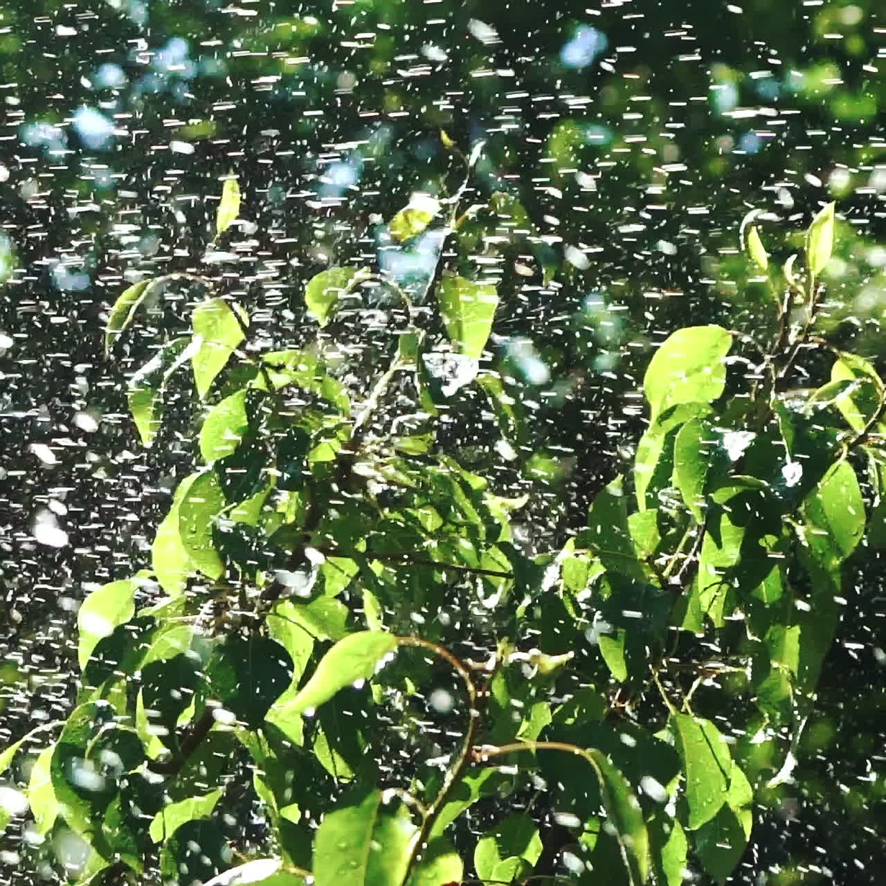 Garden Irrigation. Automatic sprinkler watering system for plants and lawn. Slow motion.