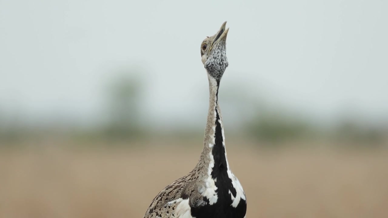 Medium shot of a black-bellied bustard's head and neck while calling, Kruger National Park.