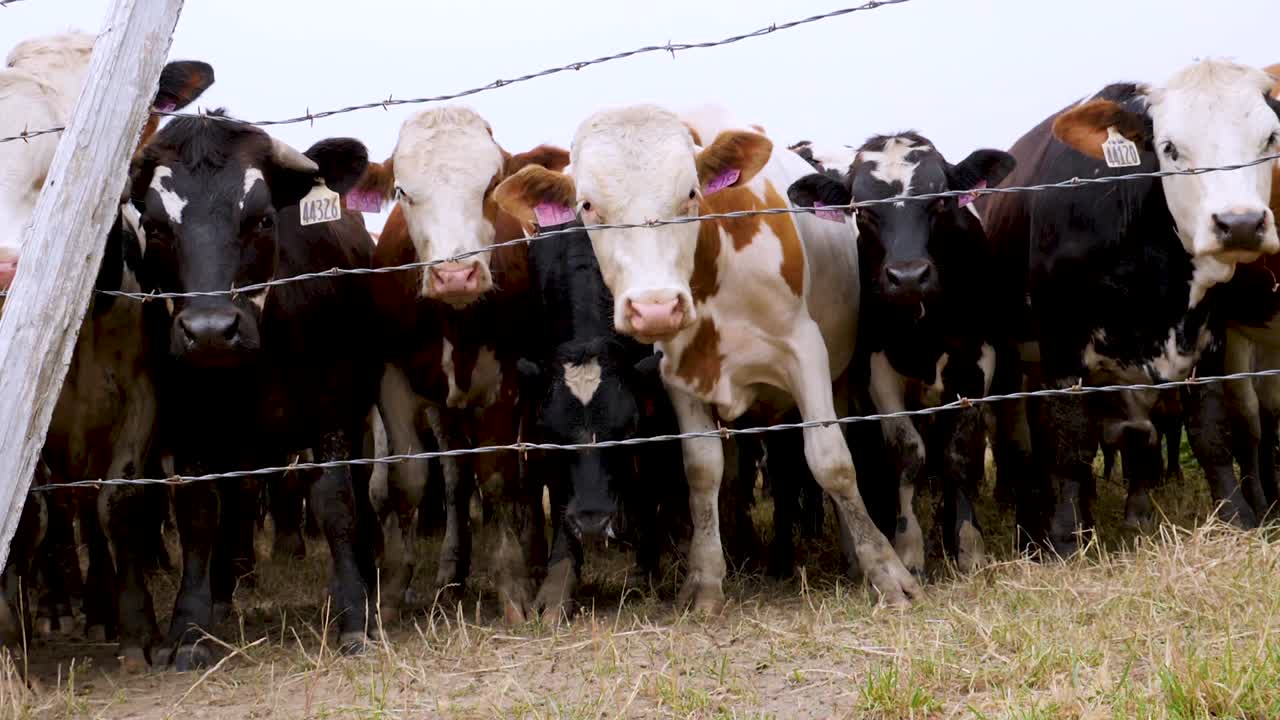 태그 된 소 들 의