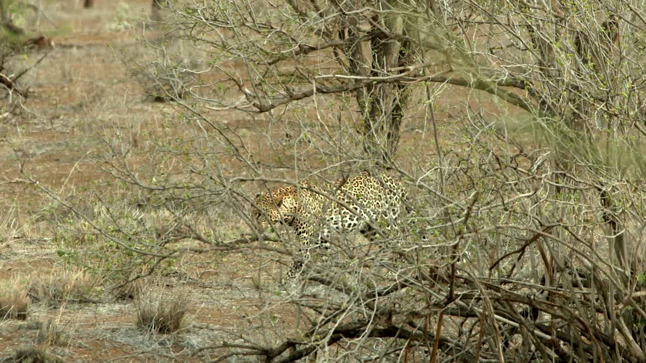 Kenya'daki Tsavo Doğa Koruma Alanı'nda çalılıklarla kaplı ovalar arasında yürüyen leopar.