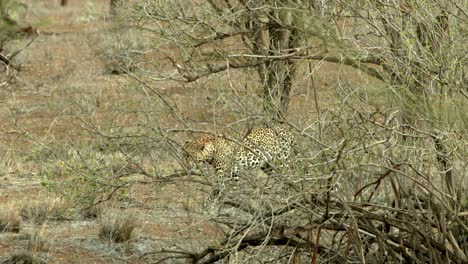 Leopard-Walking-Through-Plains-With-Bushes-In-Tsavo-Nature-Reserve-In-Kenya
