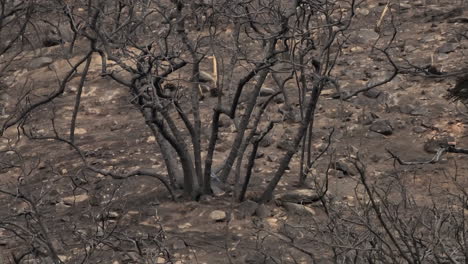 a bird landing at the base of a burnt tree, the vegetation and natural landscape destroy by a recent wildfire as nature begins the rejuvenation process