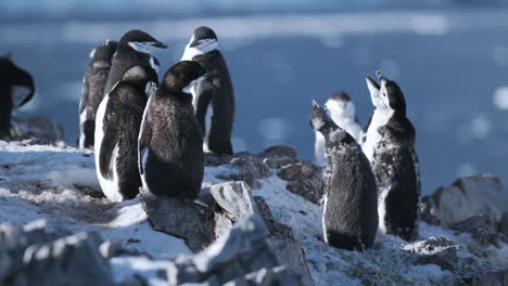 pingüino chinstrap que se hunde en la península antártica especie de pingüino que habita una variedad de islas y costas en el pacífico sur y los océanos antárticos