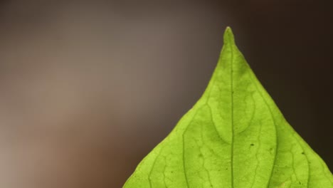 una toma macro de una hoja verde desde arriba hacia abajo, cierre la siguiente toma