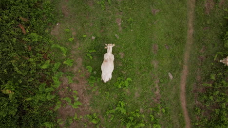 cow in a grassy field - aerial view