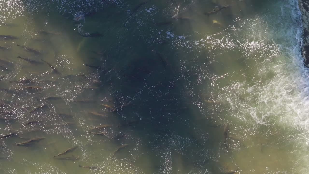 Salmon swimming through shallow waters during migration along the coast, aerial view