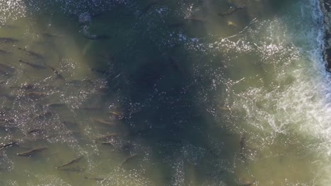 salmon swimming through shallow waters during migration along the coast, aerial view
