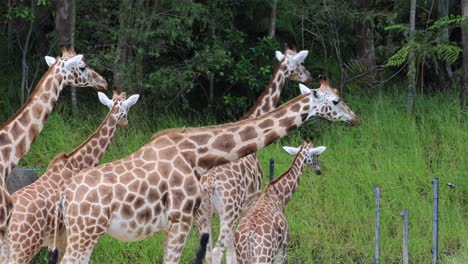 multiple giraffes eating and socializing in a grassy area