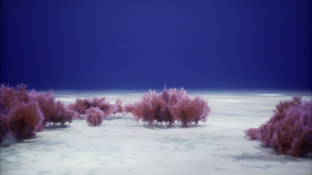 Underwater landscape featuring vibrant marine plants in a serene setting