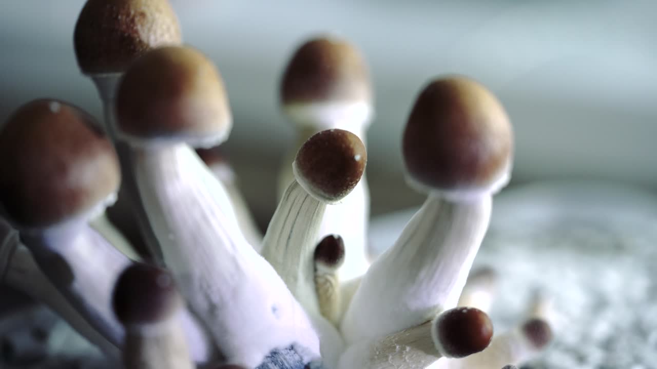 varios primeros planos de 4k de un lote creciente de hongos psilocybe