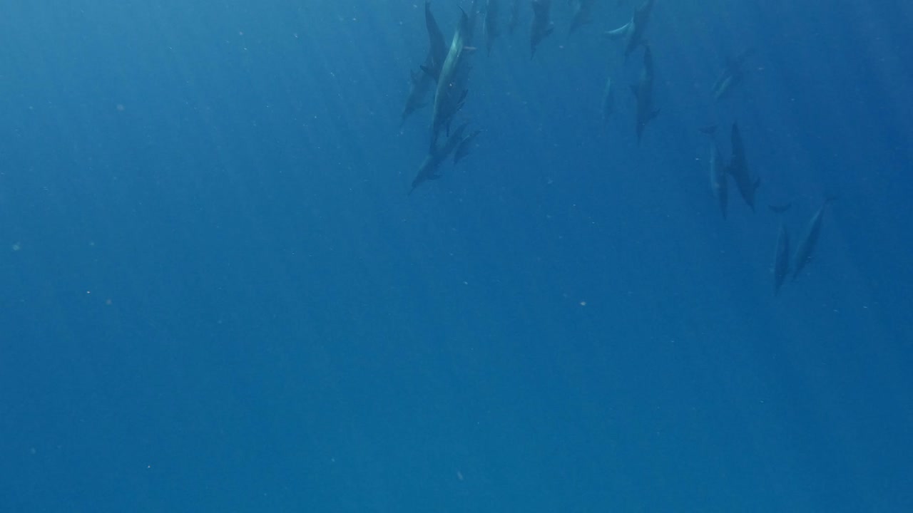 un grupo de hermosos delfines giradores nadando descendiendo a la toma submarina profunda