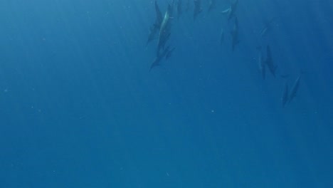 un grupo de hermosos delfines giradores nadando descendiendo a la toma submarina profunda