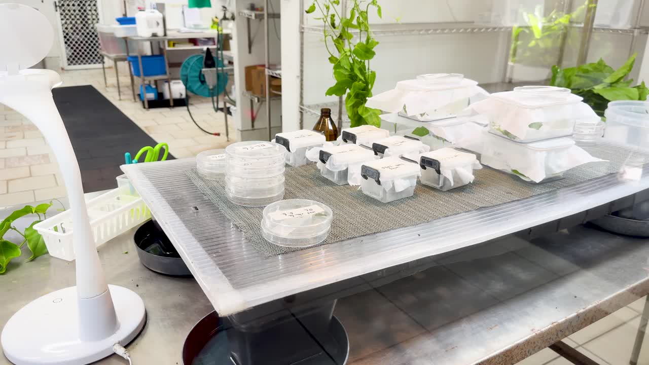 A laboratory environment with caterpillar breeding setup, featuring containers, plants, and controlled lighting on a workbench