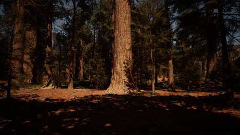 Sequoia-national-park-in-California