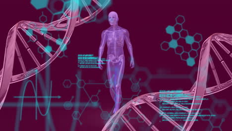 animación de cadenas de adn, cuerpo humano y procesamiento de datos científicos