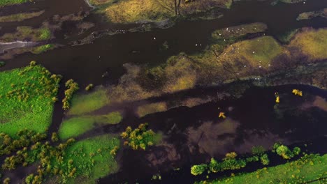 vista aérea de un ecosistema de humedales
