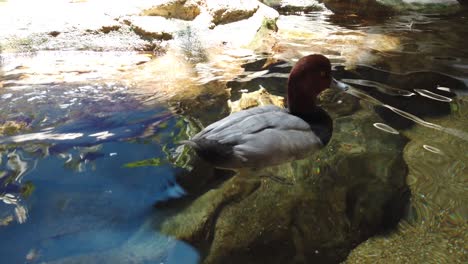 Pato-Flotando-En-El-Agua