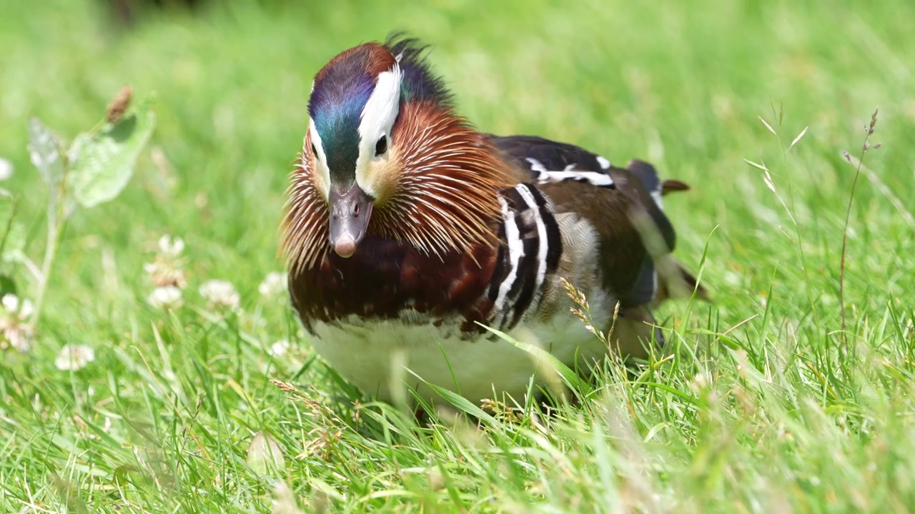 Anatra mandarina maschio che cerca cibo e si nutre nell'erba verde, fauna selvatica, natura e una vista ravvicinata per il birdwatching alla luce naturale.