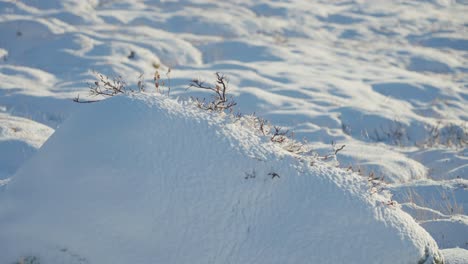 a close-up shot of the snow-covered landscape