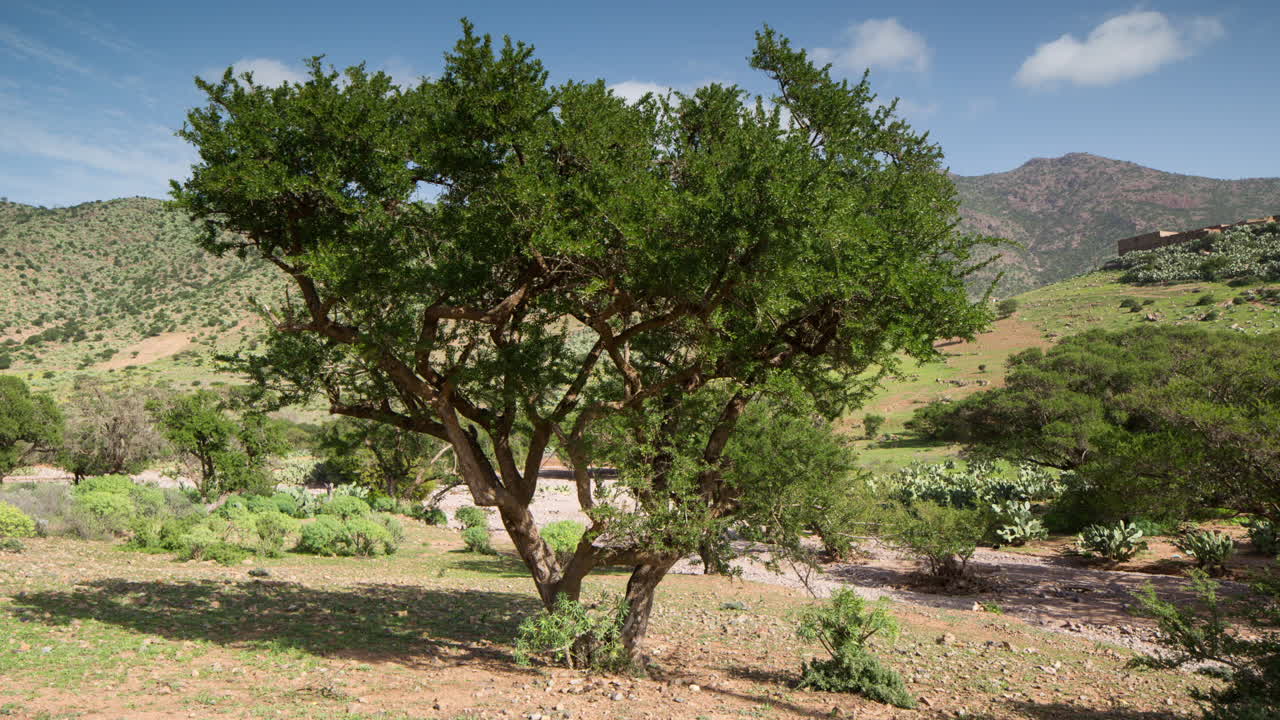 аргановая долина 01