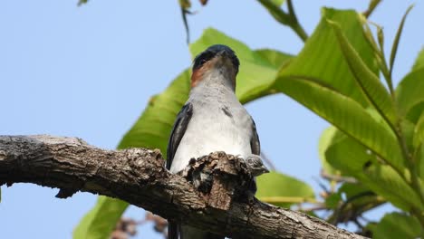 treewift de rabadilla gris macho en nido con bebé