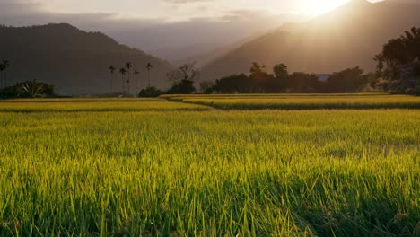 gran campo de arroz