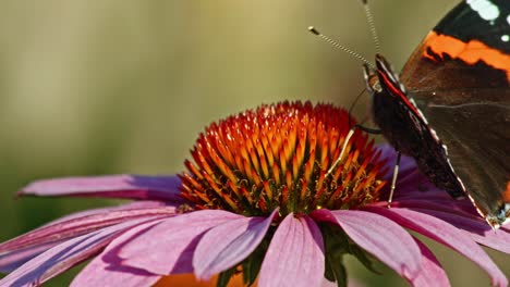 Mariposa-Almirante-Roja-Alimentándose-Con-Néctar-De-Flor-Cónica-Púrpura---Disparo-Macro