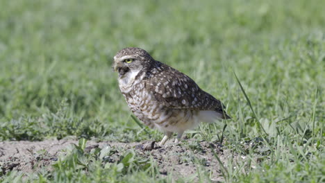 Burrowing-owl--or-Shoco,-swallowing-a-caught-mouse