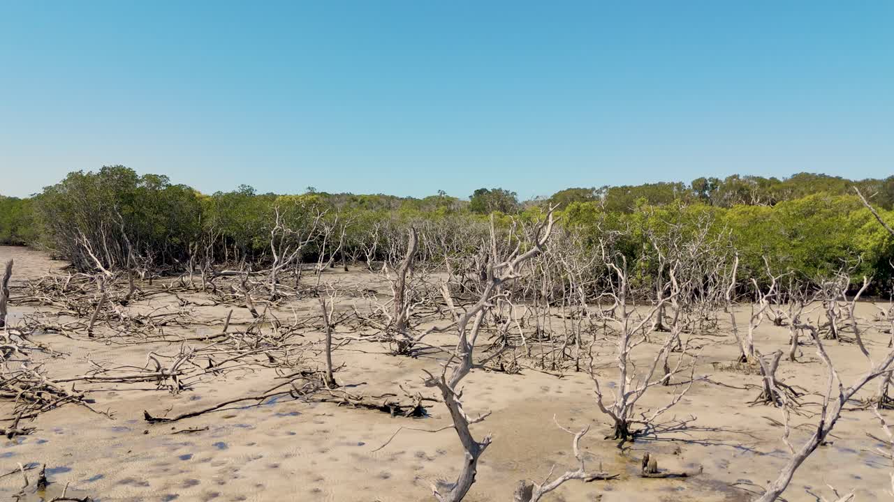 맹그로브 숲 과 침식 된 해안선 의 공중 사진