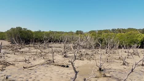 aerial view of mangroves and eroded coastline