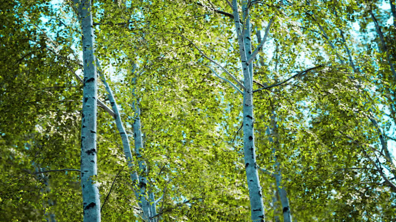 abedules blancos en el bosque en verano