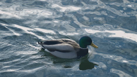 male mallard duck swimming in clear pond water with reflection creating its own wake - high angle shot