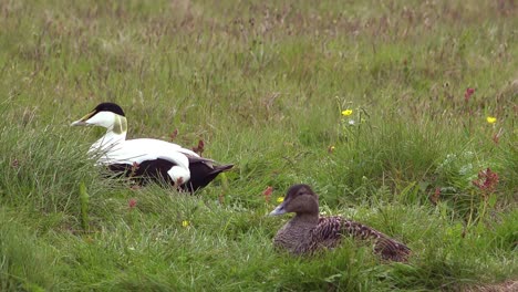 a mating pair of icelandic eider ducks in grass