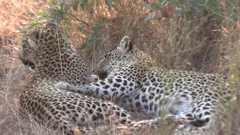 Dos-Leopardos-Se-Acicalan-Con-Amor-En-El-Desierto-Africano