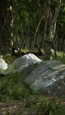 una escena tranquila en el bosque.