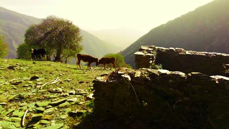 Vacas-Pastando-En-Pastizales-De-Montaña