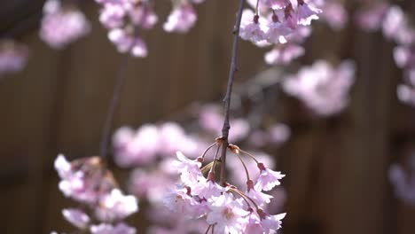 Blühende-Japanische-Weinende-Kirschblüte---Nach-Oben-Schwenkende-Aufnahme-Wunderschöner-Sakura-Kirschblütenblüten-In-Japan---Kirschzweig-Mit-Blumen-Im-Frühling-Blühen-Schöne-Japanische-Astblüten