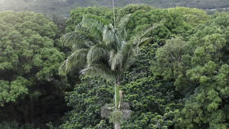 Einzelne-Palme-Im-Dichten-Hawaii-Wald-Aus-Der-Luft-Nach-Unten-Geneigt