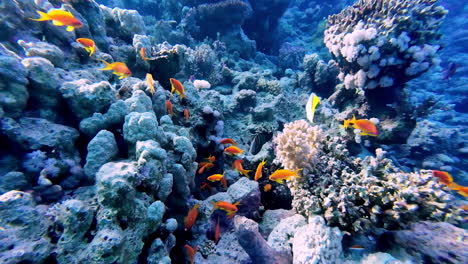 Wild-orange-fish-off-the-coast-of-Egypt